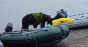 К камчатским рыбакам из реки вышел молодой медведь в шали из водорослей