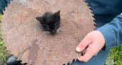 Спасение котёнка: малыш-мурлыка на Камчатке угодил в смертельную ловушку