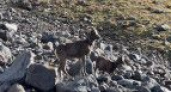 На Камчатке удалось снять на фото и видео редких снежных баранов