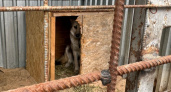 Судебный иск о ненадлежащем содержании собак в приюте утонул в юридической казуистике