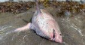 На берег Камчатки выбросилась акула (фото)