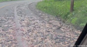 В Петропавловске-Камчатском на дорогу вывалили рыбу