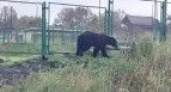 Жители камчатских Ключей пожаловались на постоянные набеги медведей