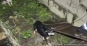 Трёх застрявших в глубокой яме собак спасли в Петропавловске-Камчатском (видео)