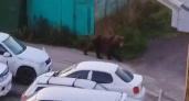 Медведи держат в страхе жителей района СРВ в Петропавловске