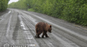 Карту выхода медведей в населённые пункты разработали на Камчатке