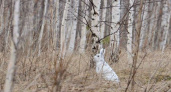 В Камчатском крае стартовал сезон охоты на зайца-беляка
