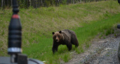 В Камчатском крае за последнюю неделю было зарегистрировано более 50 случаев появления медведей вблизи населённых пунктов