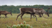 Дикий северный олень на Камчатке — путь к возрождению популяции