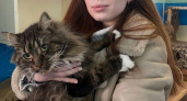 Девушки из казначейства на Камчатке сделали доброе дело для кошачьего приюта