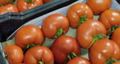 В Петропавловск-Камчатский не пропустили партию узбекских помидоров