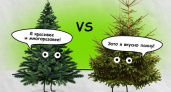 Искусственная или настоящая: какую ель выбрать камчатцам на Новый год? 