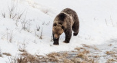 Агрессивный медведь в Вилючинске застрелен: опасность для людей и меры предосторожности