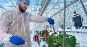 Более 100 тысяч семян огурцов и томатов высажено в тепличном комплексе «Камчатский»