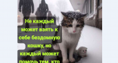 С миру по нитке: приют для кошек «Оберег» в столице Камчатки просит помощи земляков