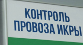 На Камчатке предотвратили попытку провезти больше икры, чем разрешено
