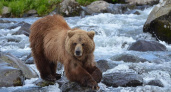 На Камчатке стартовала информационная кампания из-за нашествия медведей