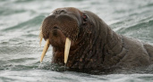Почти истребленный тихоокеанский морж попал в Красную книгу Камчатки