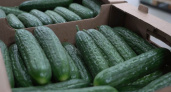 Очередей за камчатскими огурцами станет меньше