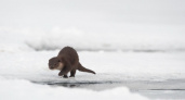 Выдры оказались хитрее фотоловушки в Кроноцком заповеднике