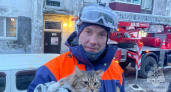 В столице Камчатки спасатели МЧС выручили из беды кота