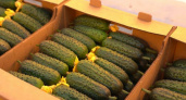 Камчатские огурцы и томаты поступят в соцучреждения края