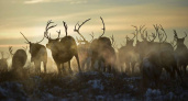 На Камчатке северным оленям угрожает голод