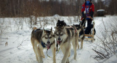 Экспедицию на собачьих упряжках и детскую гонку встретил Быстринский природный парк 