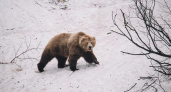 Первые медведи замечены в Паужетском поселении на Камчатке