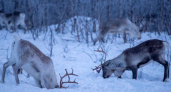Стадам оленей угрожает голод на севере Камчатки
