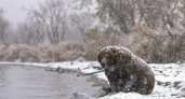 На Камчатке медведи массово проснулись и уже выходят «в люди»