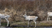 Первые олени вернулись в Кроноцко-Богачёвскую тундру