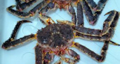 В крабах с Камчатки обнаружен избыток мышьяка