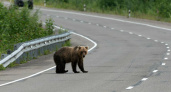 Камчатка готовится к медвежьим визитам