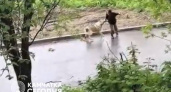 Агрессивная собака терроризирует жителей в Петропавловске-Камчатском