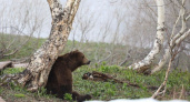 Наглого мишку, мешавшего рыбакам, убили в Усть-Большерецком районе Камчатки