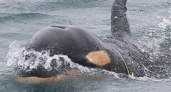 Детёныш косатки угодил в пластиковую ловушку в Авачинском заливе