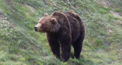 На Камчатке возбудили дело против туроператора после жестокого развлечения с медведем