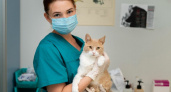 В Камчатском крае повысили зарплаты ветеринарам