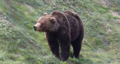 На Камчатке усиливают меры безопасности после нападения медведя