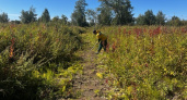 На Камчатке впервые включат агроуходы в лесовосстановление