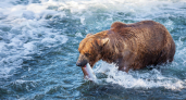 На Камчатке разрешили добыть почти 3,5 тысячи медведей за сезон