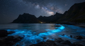 Учёные объяснили свечение воды и гибель морских звёзд на Камчатке