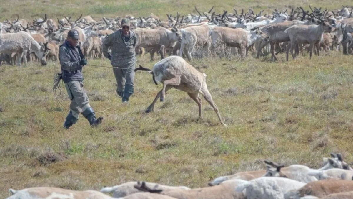Камчатским оленеводам вернули 4 млн долга по зарплате после расследования СК