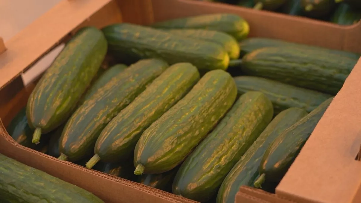 На Камчатке местные огурцы продают с минимальной наценкой 11%