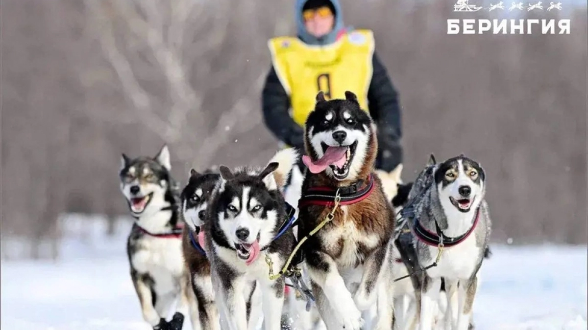 На Камчатке раньше срока завершился берингийский сезон