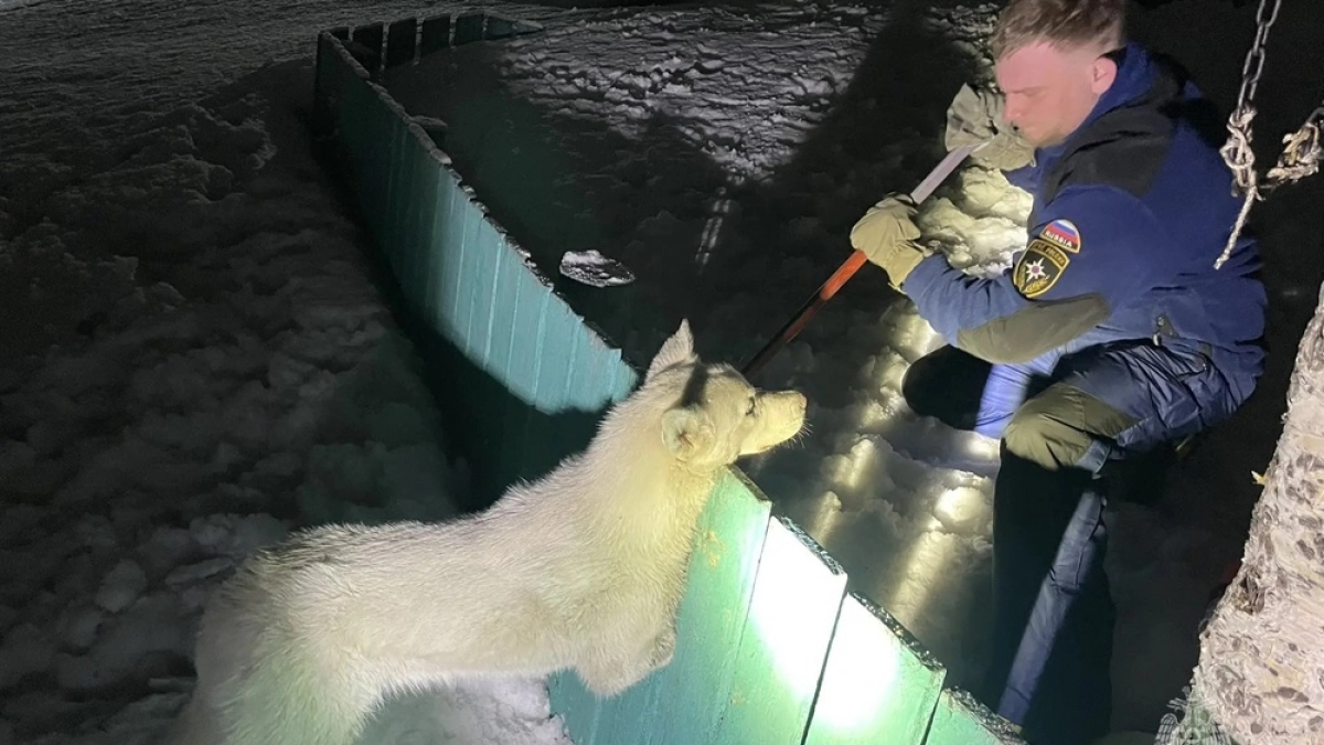 Камчатские спасатели освободили застрявшего лапой в заборе бездомного пса
