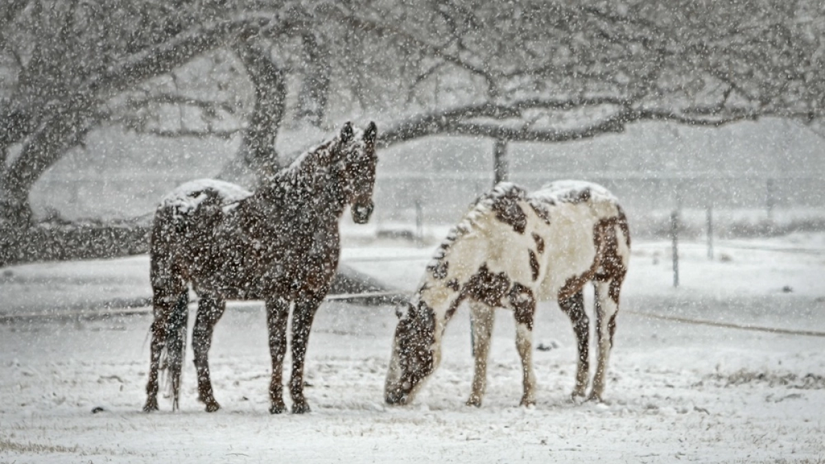 Женщина на Камчатке попала под копыта лошади из-за отсутствия инструктажа