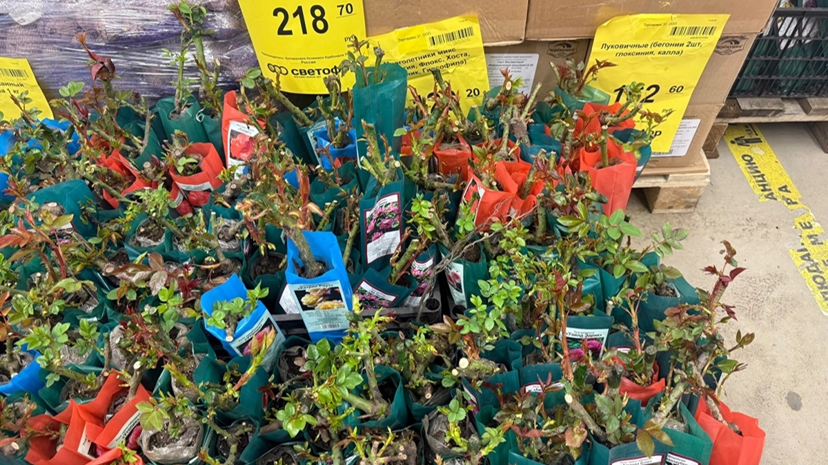 Зашла в «Светофор» по привычке и очень удачно: набрала всего для сада и дома по копеечным ценам — список находок