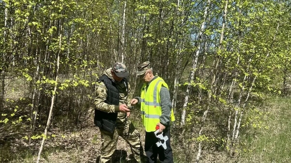 Камчатские леса восстанавливаются на площади почти 2 тысячи гектаров